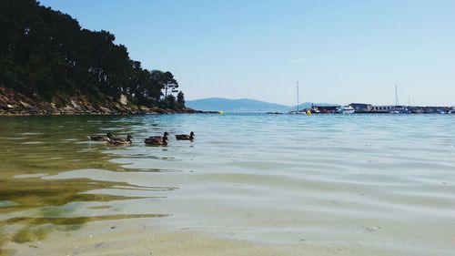 View of ducks swimming in sea