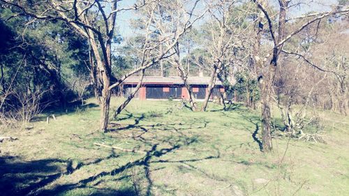 House in forest