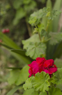 Close-up of red rose flower