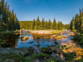 Scenic view of river amidst trees in forest. izera river in mountains of poland and czech republic.