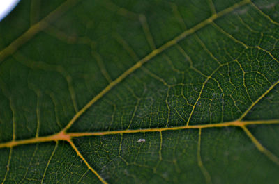 Extreme close up of leaf