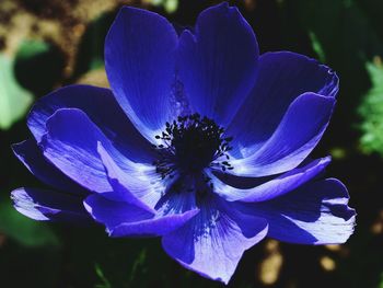 Close-up of purple flower