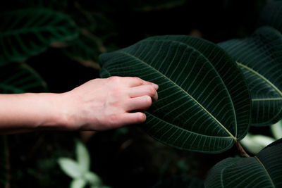 Close-up of hand touching leaf