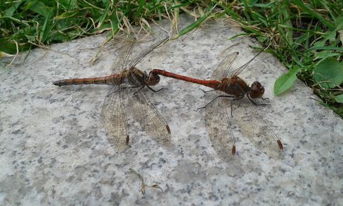 Close-up of insect on wall