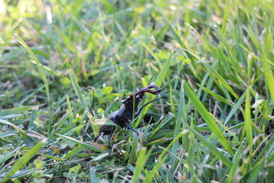 Close-up of snake on grass