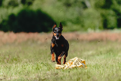 Dog running on field