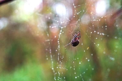 Spider on web