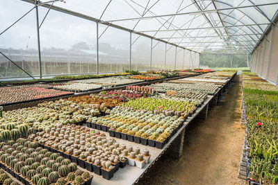 Panoramic view of greenhouse