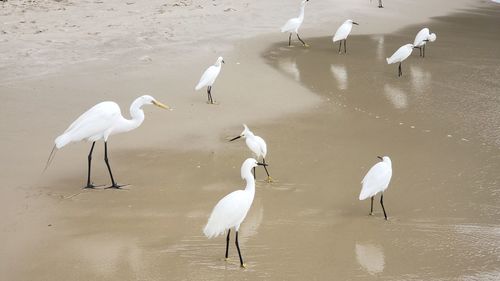 High angle view of seagulls at beach