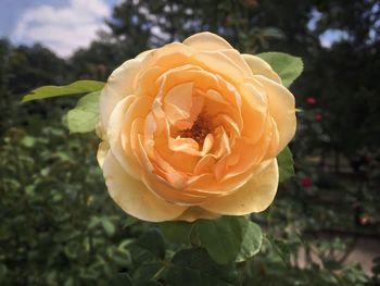 Close-up of rose blooming outdoors