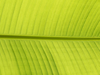 Full frame shot of palm leaves