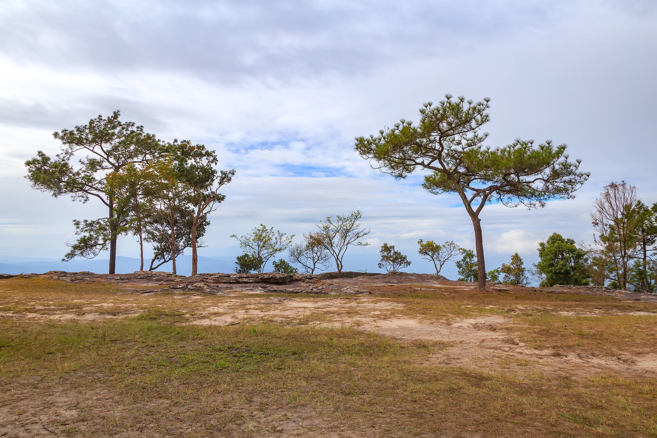 TREES ON DIRT ROAD AGAINST SKY