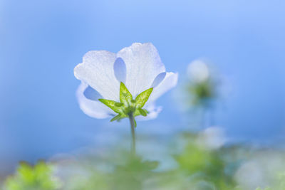 Close-up of white flowers blooming in park