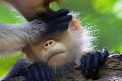 Close-up of monkey