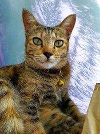 Three-colored striped cat lying on a red chair at work.