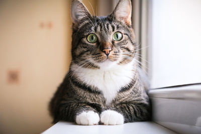 Close-up portrait of cat sitting at home