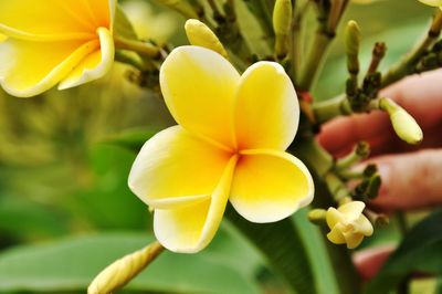 Close-up of yellow flower