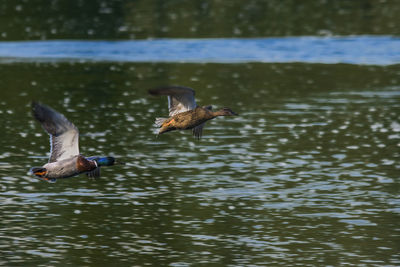 Duck swimming in lake