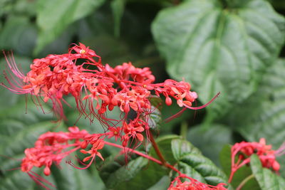 Close-up of red flowering plant