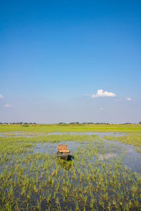 Scenic view of agricultural field against blue sky