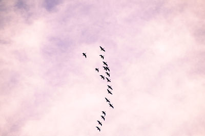 Low angle view of birds flying against cloudy sky