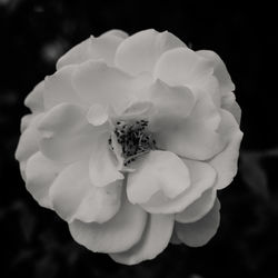 Close-up of white rose blooming against black background