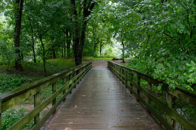 Footbridge amidst trees in forest