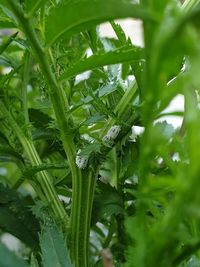 Close-up of wet plant