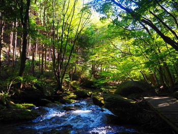 Scenic view of waterfall in forest