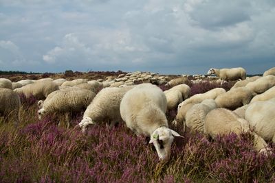 View of sheep on field