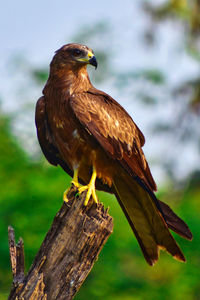 Close-up of eagle perching on wooden post