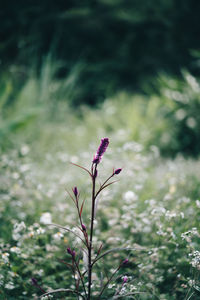 Close-up of pink flowering plant