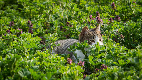 Cat lying down on plant