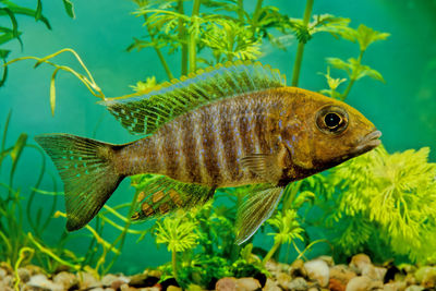 Close-up of fish swimming in sea