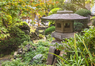 Trees growing in park