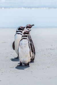 Three magellanic penguins in line on beach