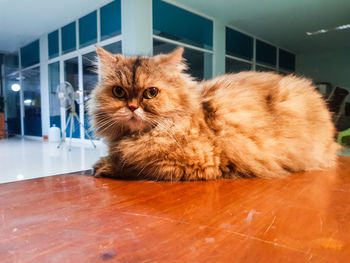 Portrait of ginger cat on wooden table at home