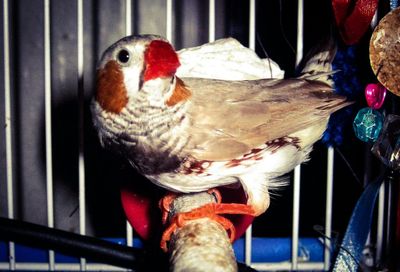 Close-up of birds perching in cage