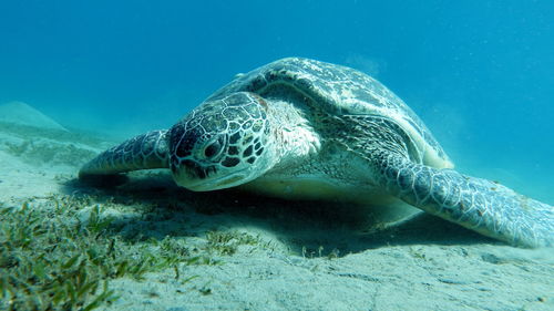 Big green turtle on the reefs of the red sea. green turtles are the largest of all sea turtles. .