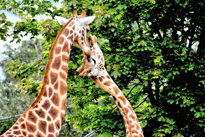 Close-up of giraffes against trees