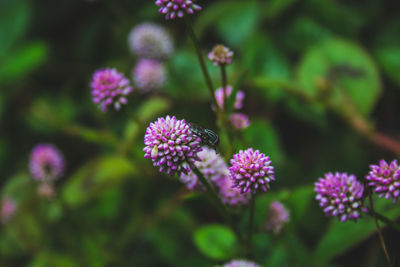 Close-up of pink flowering plant