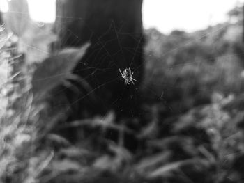 Close-up of spider web