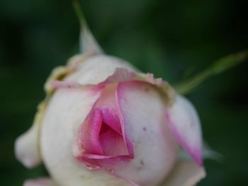 Close-up of pink rose blooming at park