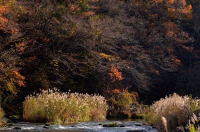 Scenic view of river in forest