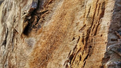 Full frame shot of lizard on tree trunk