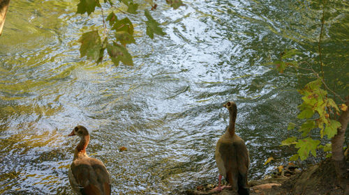 High angle view of ducks swimming in lake