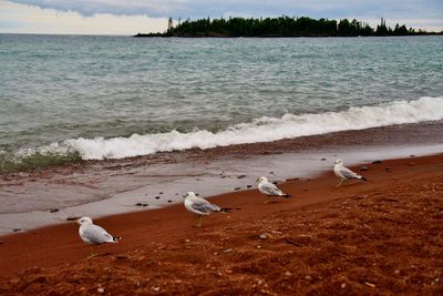 Seagulls on beach