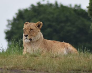 Lion on grass