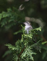 Close-up of bird on plant