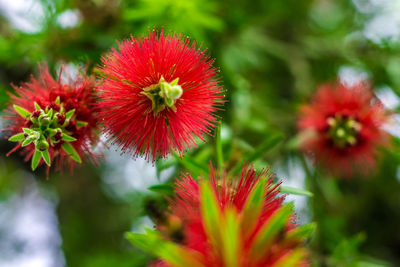 Close-up of fresh red flowers blooming outdoors